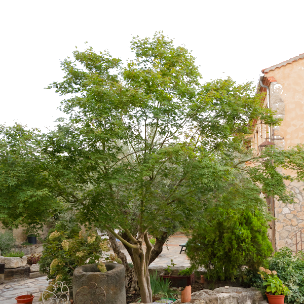 Patio (terraza y jardín)